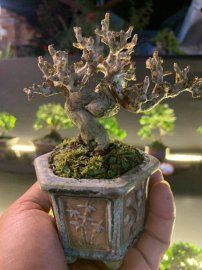 Kết thúc cuộc thi Bonsai Mini sau 3 ngày tranh tài