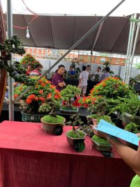 Kết thúc cuộc thi Bonsai Mini sau 3 ngày tranh tài