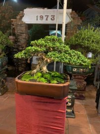 Kết thúc cuộc thi Bonsai Mini sau 3 ngày tranh tài