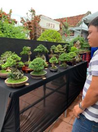 Kết thúc cuộc thi Bonsai Mini sau 3 ngày tranh tài