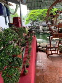 Kết thúc cuộc thi Bonsai Mini sau 3 ngày tranh tài