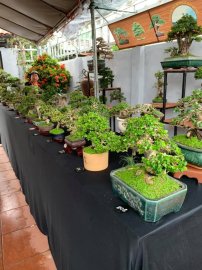 Kết thúc cuộc thi Bonsai Mini sau 3 ngày tranh tài