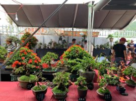 Kết thúc cuộc thi Bonsai Mini sau 3 ngày tranh tài