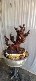 Phi lao đã sống khoẻ