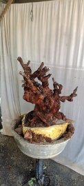Phi lao đã sống khoẻ