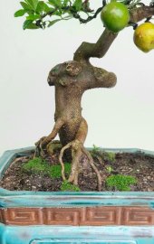 Cây Chanh bonsai giống quả quanh năm