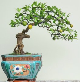 Cây Chanh bonsai giống quả quanh năm