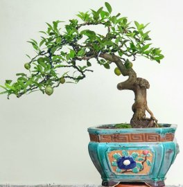 Cây Chanh bonsai giống quả quanh năm