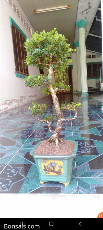 Giao lưu sam núi trái h12 cao 60
