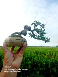 Linh sam bông trắng cuốn hồng 