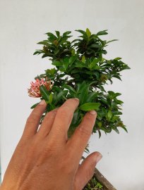 Trang hồng h12 cao 45 giá covit