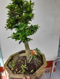 Trang hồng h12 cao 45 giá covit