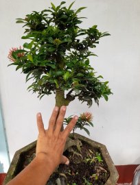 Trang hồng h12 cao 45 giá covit