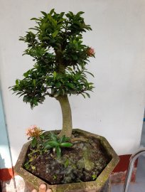 Trang hồng h12 cao 45 giá covit