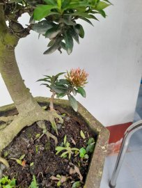 Trang hồng h12 cao 45 giá covit