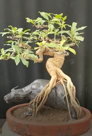 Con trâu là đầu cơ nghiệp-Trâu cõng 
