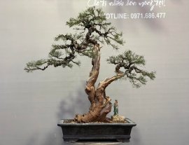 Phi lao ạ