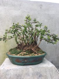 Hải châu lá nhỏ sông cầu 100%