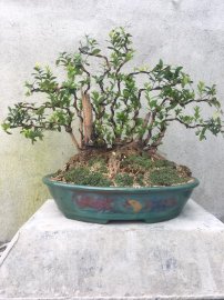Hải châu lá nhỏ sông cầu 100%