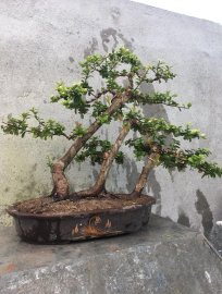 Giao ae 1 cây hải châu búp sen