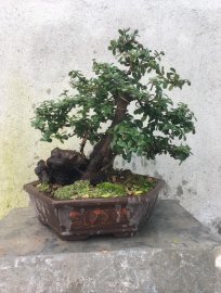 Giao lưu ae 1 cây Hải châu lá nhỏ sông cầu