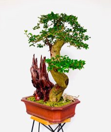 Tác phẩm: TAM SƠN NHẤT MỘC