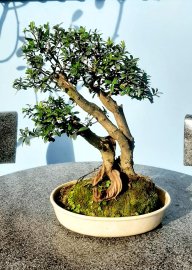 Hải châu lá nhỏ bê một tay giao lưu