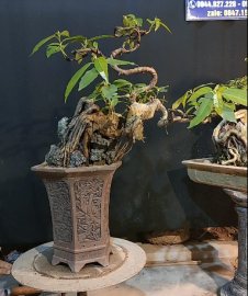 Sung ký đá, siêng quả chơi tết
