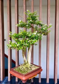 Linh Sam hoa trắng