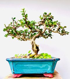 Trồng cây tới ngày hái quả