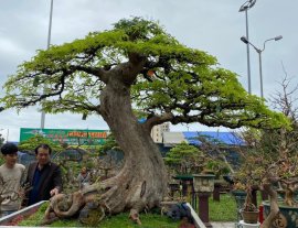 Giao Lưu Tham Khảo