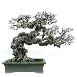 Giao Lưu Tham Khảo