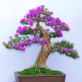 Giao Lưu Tham Khảo