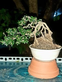 Giao lưu ae Linh Sam 86