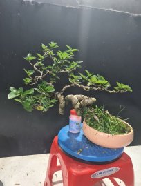 Sam hương quái lắc thân