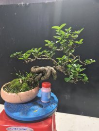 Sam hương quái lắc thân