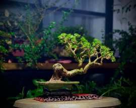 Tổng hợp đổ và bay (P1)