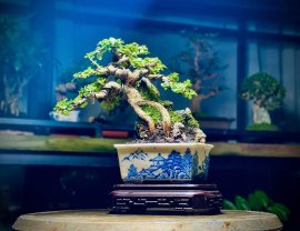 Tổng hợp đổ và bay (P2)