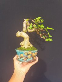 Mai chiếu thủy lá lớn siêu quái