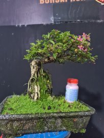 Hồng ngọc mai ôm đá đang hoa