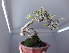 Em là Mai Chiếu Thủy ghép Bông Kép Lá Cẩm Thạch...