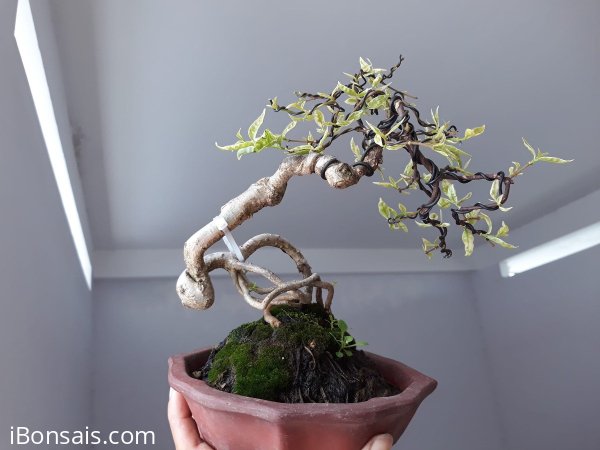 Em là Mai Chiếu Thủy ghép Bông Kép Lá Cẩm Thạch...