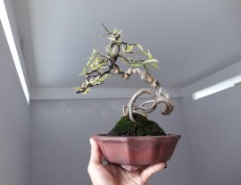 Em là Mai Chiếu Thủy ghép Bông Kép Lá Cẩm Thạch...