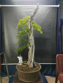 Bonsai lũa đẹp giá mềm, mời ace vào xem live nhé!