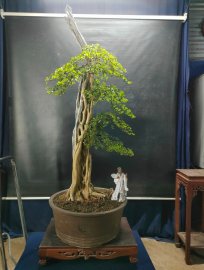 Bonsai lũa đẹp giá mềm, mời ace vào xem live nhé!