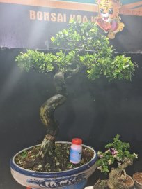 Linh sam siêu hoa rin
