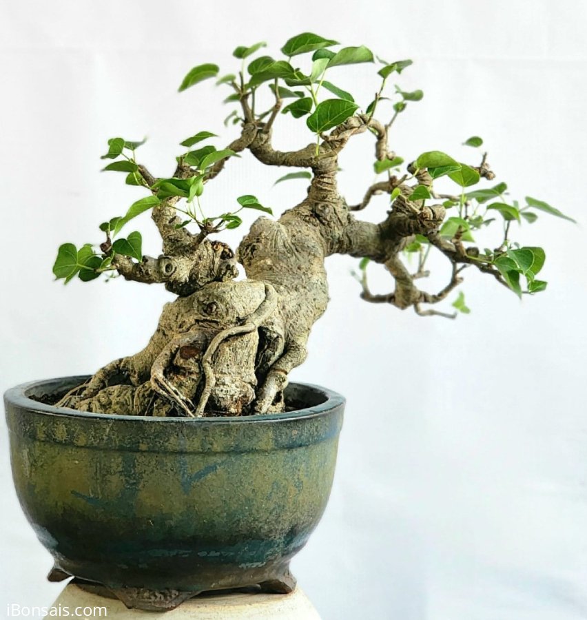 Cy B  bonsai mini cy gi in