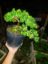 Trang đỏ khoe sắc về đêm mịn màng quá