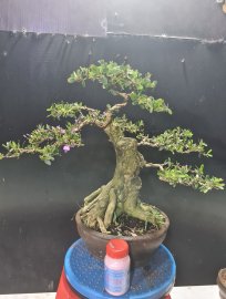 Giao lưu 2 cây linh sam đang hoa