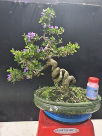 Giao lưu 2 cây linh sam đang hoa